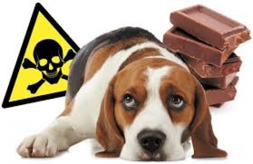 image danger chien et chocolat 