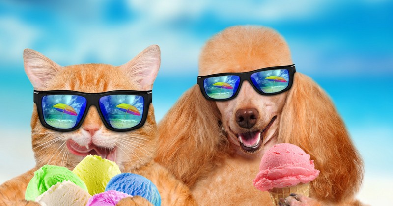 un chat et un chien en vacances