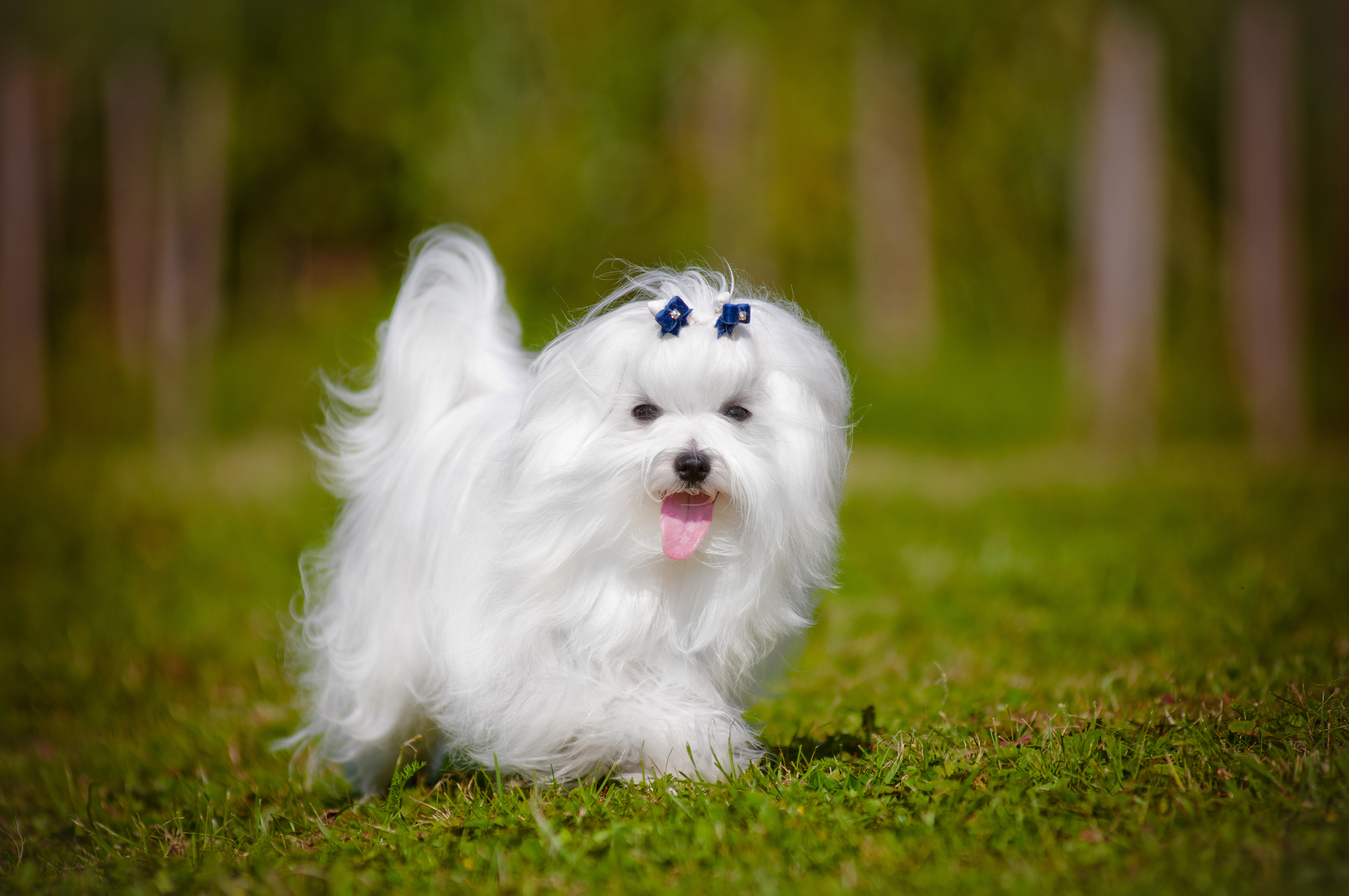 photo de bichon maltais