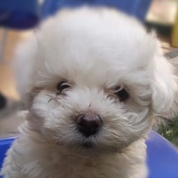 photo de Bichon frisé