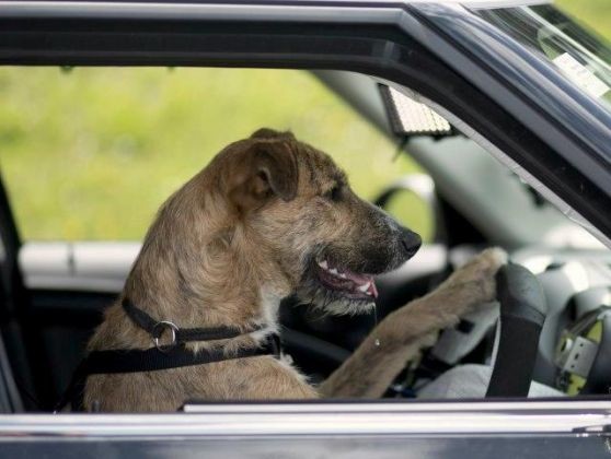 Image transport chien
