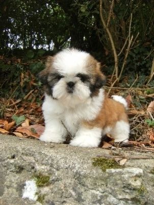 photo de shih-tzu